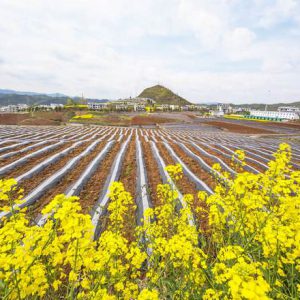 ˫ɫ���Ƶ�Ĥ