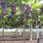 ����ר�ö๦����Ĥ