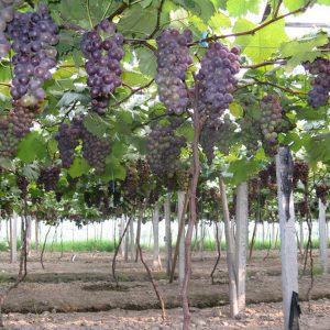 ����ר�ö๦����Ĥ