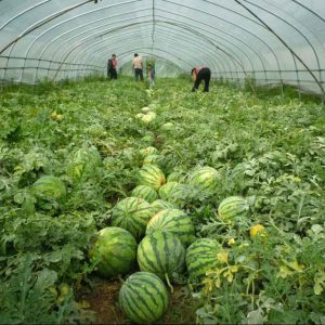 ����ר�ö๦����Ĥ