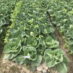 ���ｵ���Ĥ