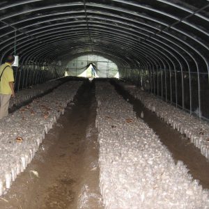 ʳ�þ�����Ĥ���ڰ׸���Ĥ��