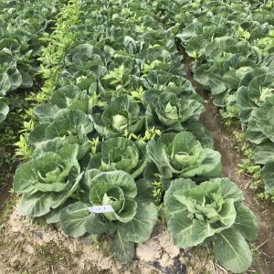 Biodegradable Mulch Film