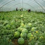 Watermelon Application Multi-functional Greenhouse Film